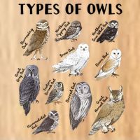 Types Of Owls Educational Collection Cute Owl Lover Poster