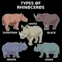 Types of Rhinoceros Sumatran Javan Rhino Animal Art Poster