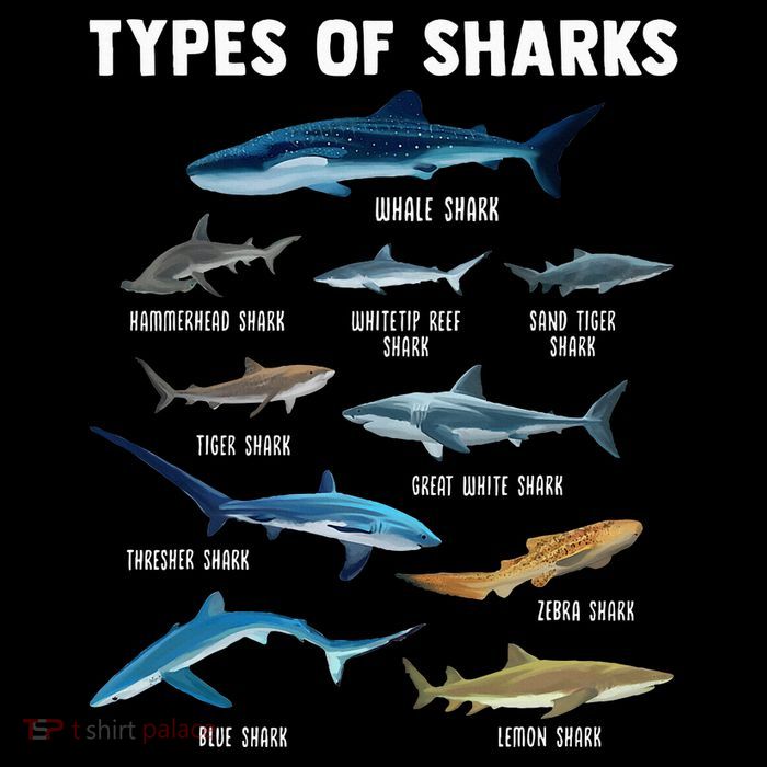 Types Of Sharks Shark Drawstring Bag