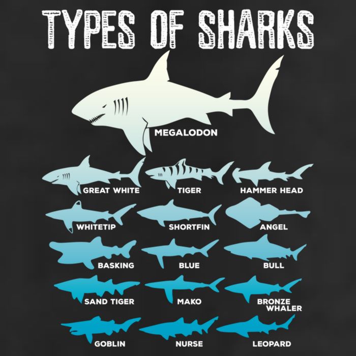 Types Of Sharks Marine Biologist 16 Shark Lovers Gift Beanie