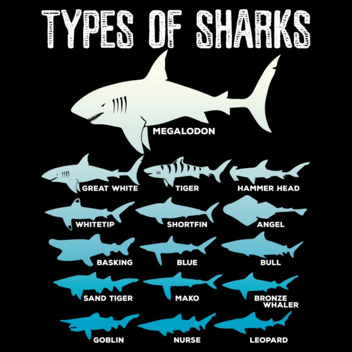 Types Of Sharks Marine Biologist 16 Shark Lovers Gift Kids Hoodie