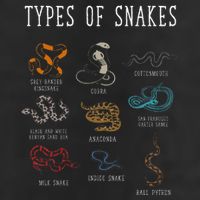 Types Of Snakes Educational Serpent 9 Different Snake Golf Towel