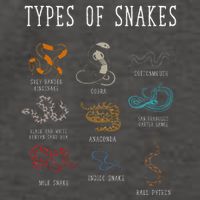 Types Of Snakes Educational Serpent 9 Different Snake Vector Backpack