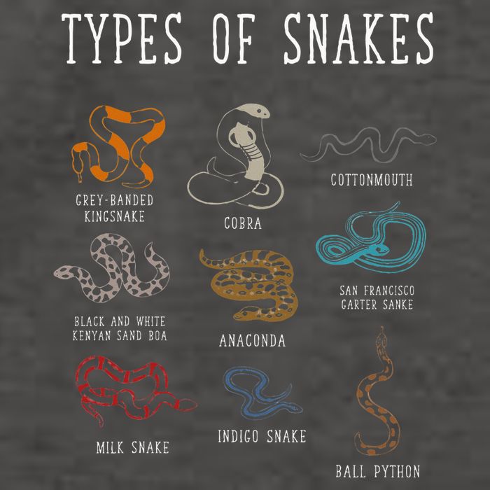 Types Of Snakes Educational Serpent 9 Different Snake Vector Backpack