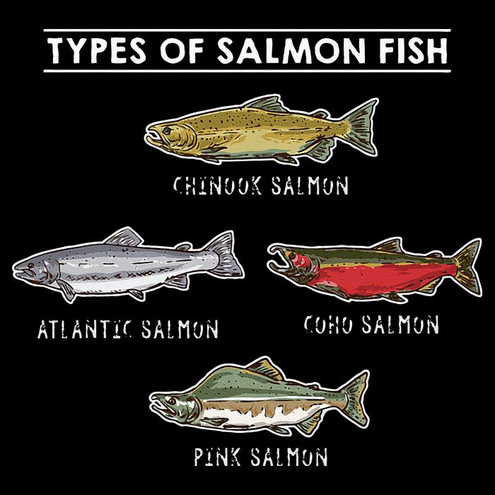 Types of Salmon Fish for Salmon Fishing Baby Bodysuit
