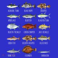 Types Of Saltwater Fish Species Biology Fishing Lover T-Shirt
