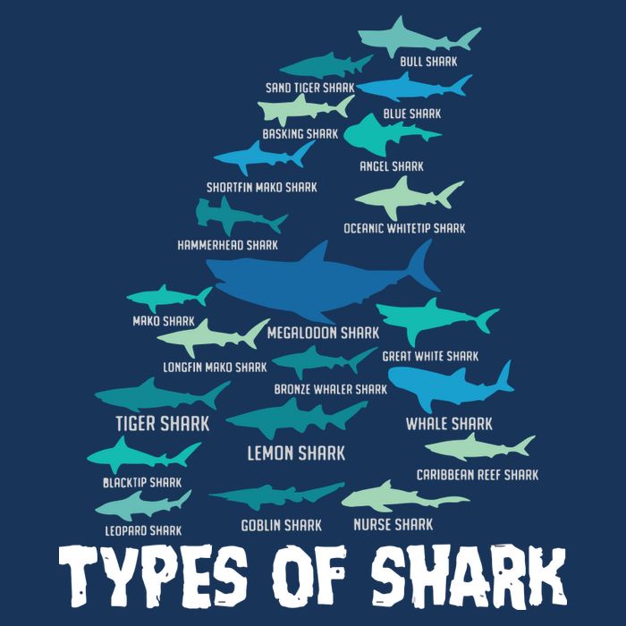 Types Of Shark Megalodon Great White Nurse Shark Hoodie