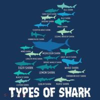 Types Of Shark Megalodon Great White Nurse Shark Flatbill Hat