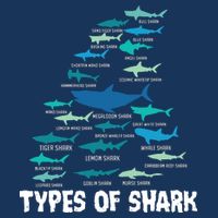 Types Of Shark Megalodon Great White Nurse Shark Visor