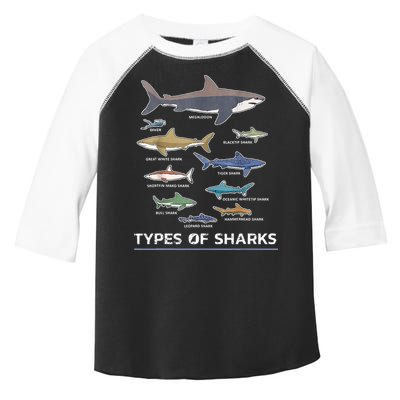 Types of Shark Megalodon Great White Nurse Shark Toddler Fine Jersey T-Shirt
