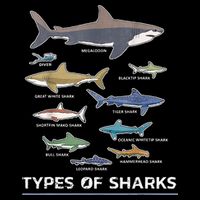 Types of Shark Megalodon Great White Nurse Shark Womens T-Shirt