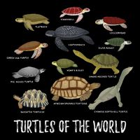 Turtles Of The World Apparel Turtle Types Of Turtle Flat Bill Trucker Hat