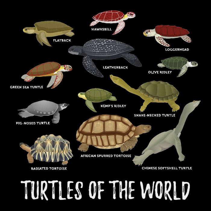 Turtles Of The World Apparel Turtle Types Of Turtle Flat Bill Trucker Hat