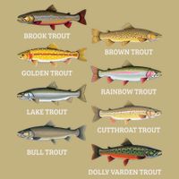 Types Of Trout Fish Trout Species Chart Ichthyology Guide T-Shirt