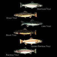 Types Of Trout Fish Species Collection Fishing Tall T-Shirt