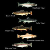 Types Of Trout Fish Species Collection Fishing Apron