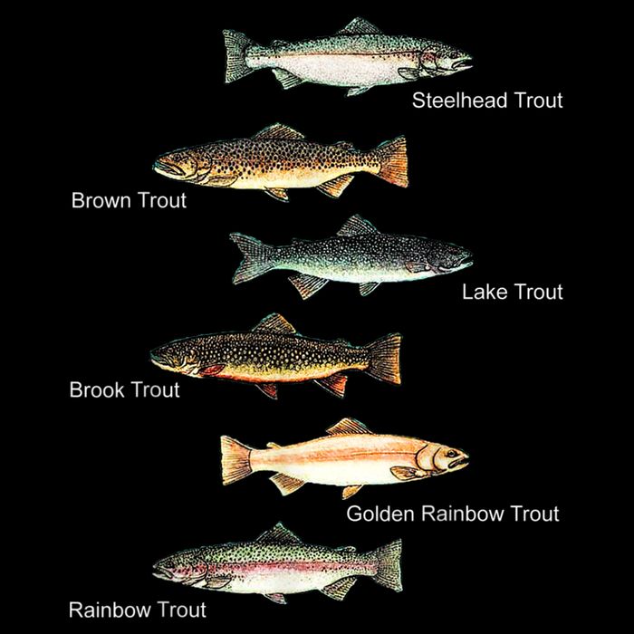 Types Of Trout Fish Species Collection Fishing Apron