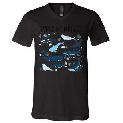 Types of Whales Cute Whale Breeds Species - Whale Lovers V-Neck T-Shirt