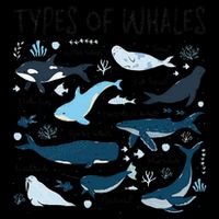Types of Whales Cute Whale Breeds Species - Whale Lovers Bag