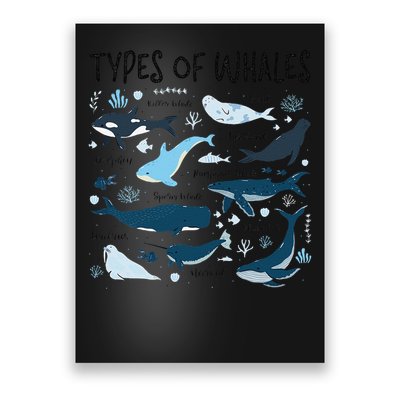 Types of Whales Cute Whale Breeds Species - Whale Lovers Poster
