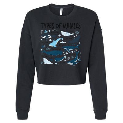 Types of Whales Cute Whale Breeds Species - Whale Lovers Cropped Pullover Crew