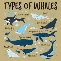 Types of Whales Cute Whale Breeds Species - Whale Lovers T-Shirt
