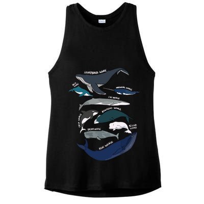 Types Of Whales Cute Ocean Mammals Guide Ladies PosiCharge Tri-Blend Wicking Tank