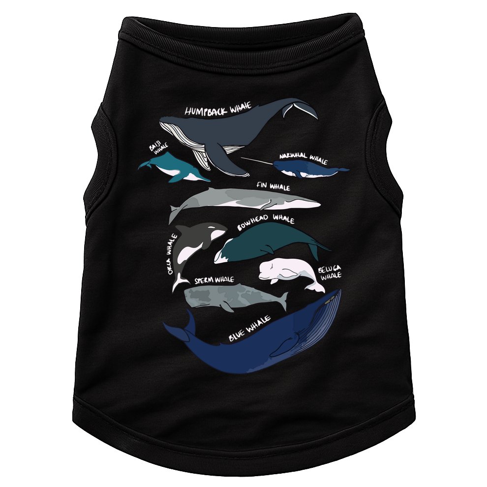 Types Of Whales Cute Ocean Mammals Guide Doggie Tank