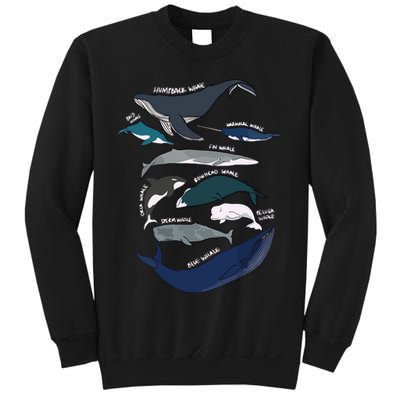 Types Of Whales Cute Ocean Mammals Guide Sweatshirt