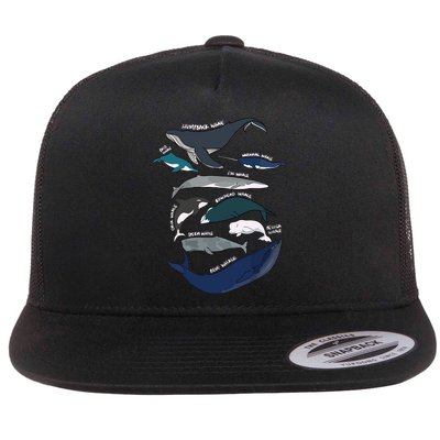 Types Of Whales Cute Ocean Mammals Guide Flatbill Hat