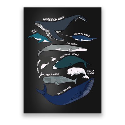 Types Of Whales Cute Ocean Mammals Guide Poster