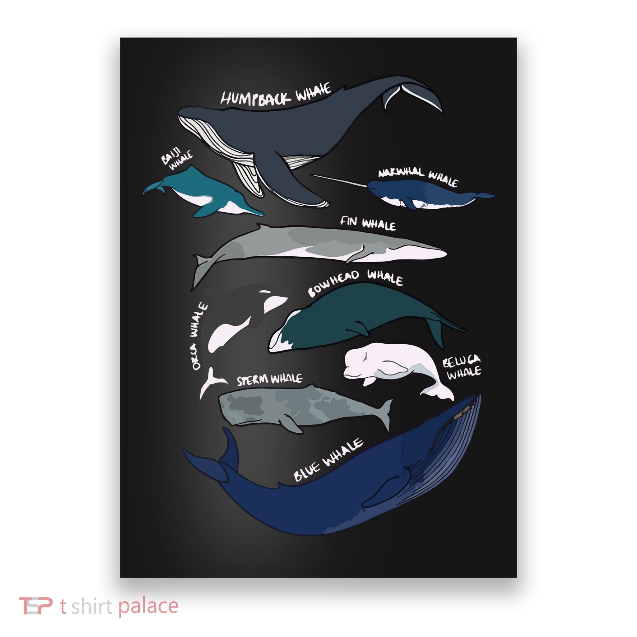 Types Of Whales Cute Ocean Mammals Guide Poster