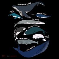 Types Of Whales Cute Ocean Mammals Guide Poster