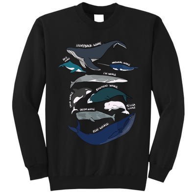 Types Of Whales Cute Ocean Mammals Guide Tall Sweatshirt