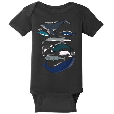 Types Of Whales Cute Ocean Mammals Guide Baby Bodysuit