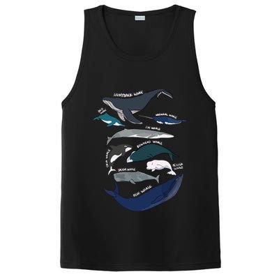 Types Of Whales Cute Ocean Mammals Guide PosiCharge Competitor Tank
