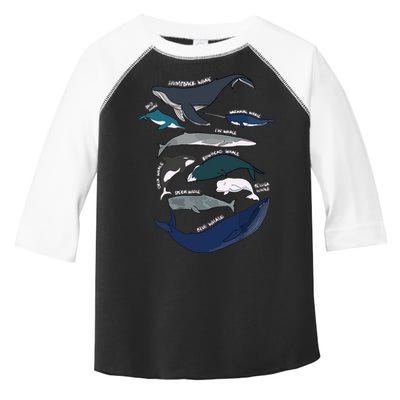 Types Of Whales Cute Ocean Mammals Guide Toddler Fine Jersey T-Shirt