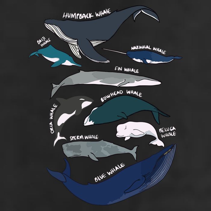 Types Of Whales Cute Ocean Mammals Guide Golf Towel