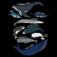 Types Of Whales Cute Ocean Mammals Guide Toddler T-Shirt