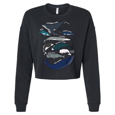 Types Of Whales Cute Ocean Mammals Guide Cropped Pullover Crew