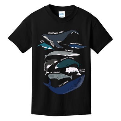 Types Of Whales Cute Ocean Mammals Guide Kids T-Shirt