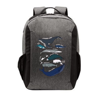 Types Of Whales Cute Ocean Mammals Guide Vector Backpack