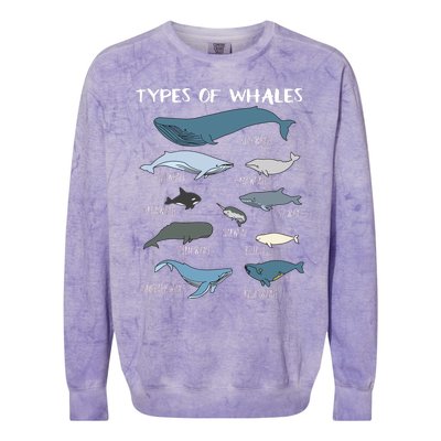 Types Of Whales Cute Ocean Mammals Guide Colorblast Crewneck Sweatshirt