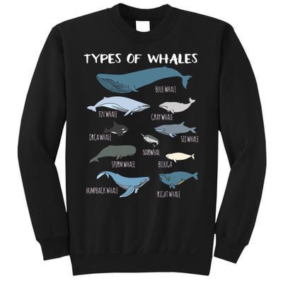 Types Of Whales Cute Ocean Mammals Guide Sweatshirt