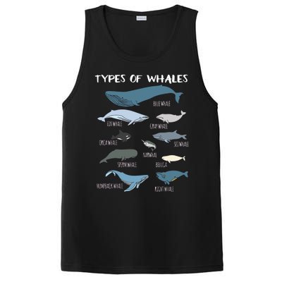 Types Of Whales Cute Ocean Mammals Guide PosiCharge Competitor Tank