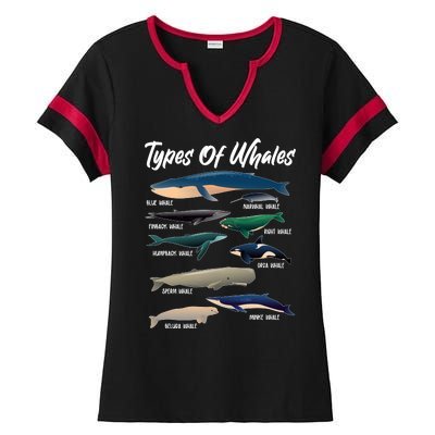 Types Of Whales Ladies Halftime Notch Neck Tee