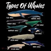 Types Of Whales Tall T-Shirt
