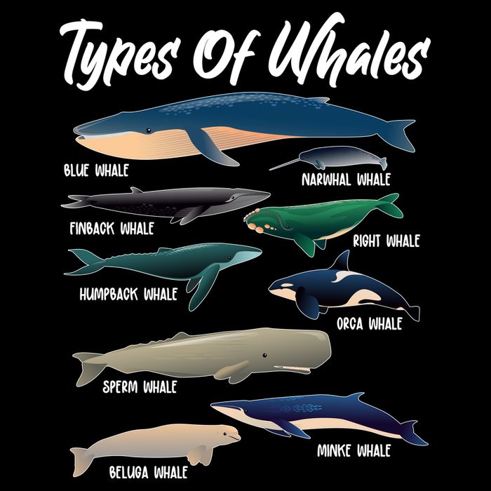 Types Of Whales 7-Panel Snapback Hat