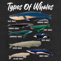 Types Of Whales Tumbler
