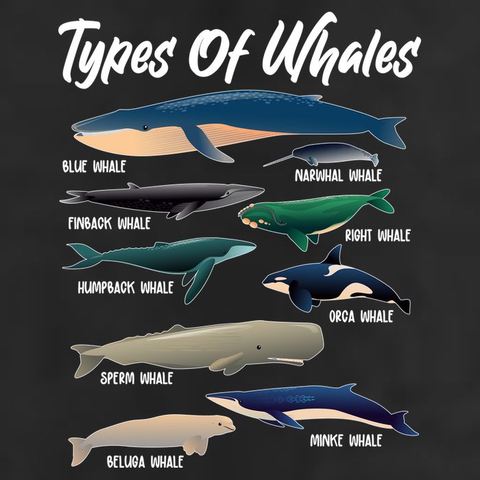 Types Of Whales Tumbler